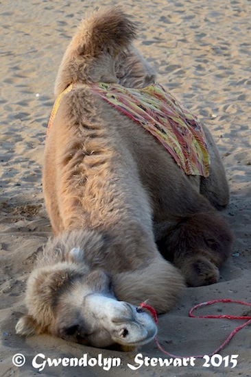 Kumtag Desert Camel, Xinjiang, China, Photographed by Gwendolyn Stewart, c. 2015; All Rights Reserved