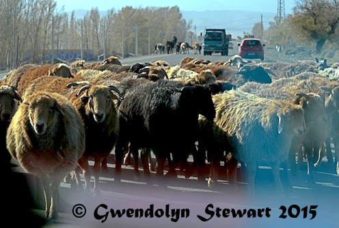 Sheep Being Herded on the Road, Xinjiang, China, Photographed by Gwendolyn Stewart, c. 2015; All Rights Reserved